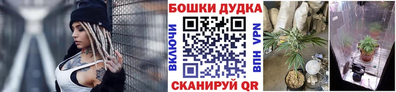 Каннабис планчик Староминская